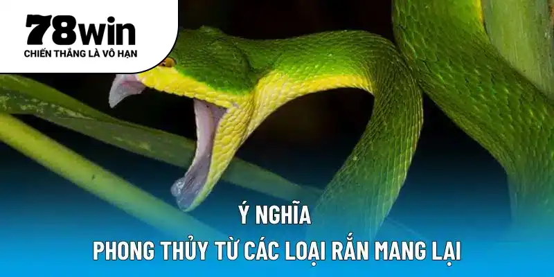 Ý nghĩa phong thủy từ các loại rắn mang lại